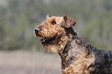 AIREDALE TERRIER 220